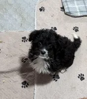 Drax, a male Aussiedoodle and Toy Australian Shepherd for sale in Jefferson City, TN – Photo 3 of 4