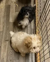 Drax, a male Aussiedoodle and Toy Australian Shepherd for sale in Jefferson City, TN – Photo 4 of 4
