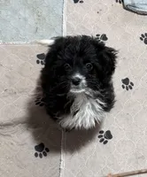 Drax, a male Aussiedoodle and Toy Australian Shepherd for sale in Jefferson City, TN – Photo 2 of 4