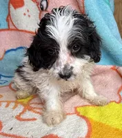 Inky, a male Poodle - Miniature  and Toy Australian Shepherd for sale in Jefferson City, TN – 3 of 4