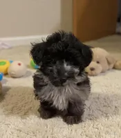 Kickback, a male Aussiedoodle and Toy Australian Shepherd for sale in Jefferson City, TN – 1 of 4
