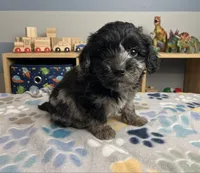 Kickback, a male Aussiedoodle and Toy Australian Shepherd for sale in Jefferson City, TN – Photo 1 of 3
