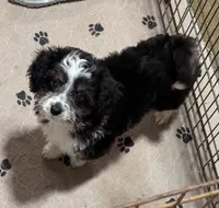Kraglin, a male Aussiedoodle and Toy Australian Shepherd for sale in Jefferson City, TN – Photo 3 of 3