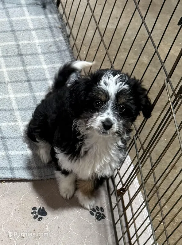 Kraglin – Aussiedoodle, Toy Australian Shepherd puppy for sale in Jefferson City, TN