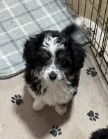 Kraglin, a male Aussiedoodle and Toy Australian Shepherd for sale in Jefferson City, TN – Photo 2 of 3