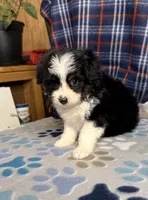 Thora, a female Aussiedoodle and Poodle - Toy  for sale in Jefferson City, TN – 1 of 2
