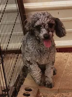 Hailee, a female Poodle - Toy  for sale in Jefferson City, TN – 4 of 5