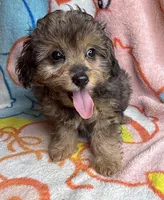 Kinzil, a male Poodle - Miniature  and Toy Australian Shepherd for sale in Jefferson City, TN – 3 of 4