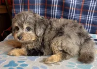 Slate, a male Poodle - Miniature  and Toy Australian Shepherd for sale in Jefferson City, TN – 3 of 5
