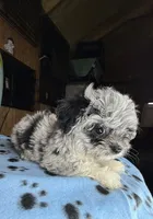 Gypsy, a female Shihpoo for sale in Jefferson City, TN – 2 of 4