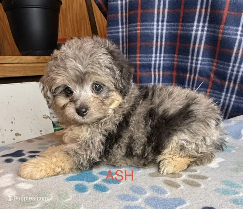 Ash – Poodle - Miniature , Toy Australian Shepherd puppy for sale in Jefferson City, TN
