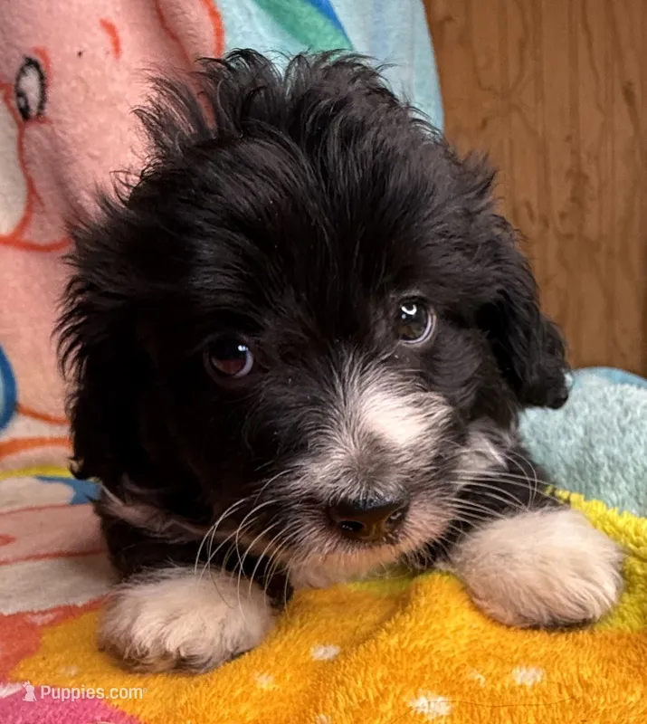 Chevy – Poodle - Miniature , Toy Australian Shepherd puppy for sale in Jefferson City, TN