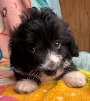 Chevy, a male Poodle - Miniature  and Toy Australian Shepherd for sale in Jefferson City, TN – 1 of 4