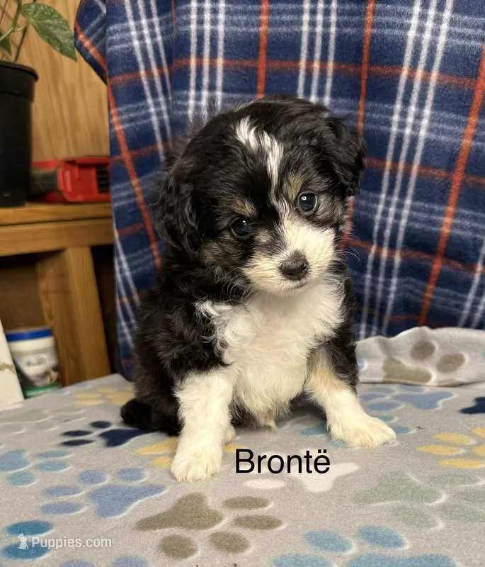 Bronte – Aussiedoodle, Poodle - Toy  puppy for sale in Jefferson City, TN