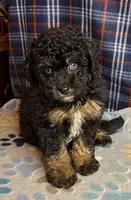 Emily, a female Poodle - Miniature  and Toy Australian Shepherd for sale in Jefferson City, TN – 4 of 6