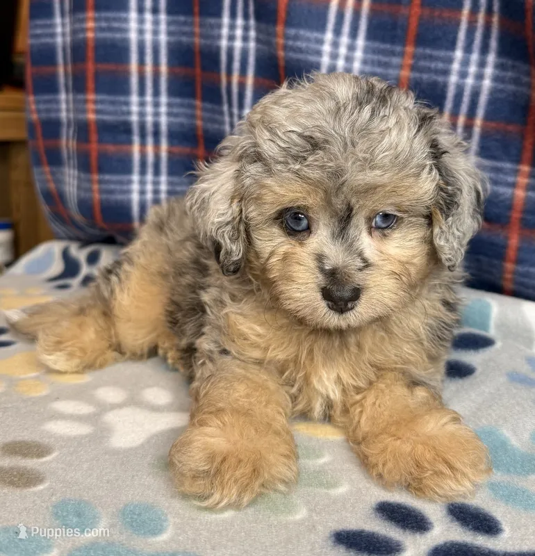 Nickel – Poodle - Miniature , Toy Australian Shepherd puppy for sale in Jefferson City, TN