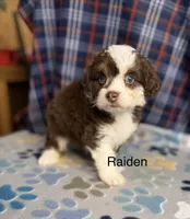 Raiden, a male Aussiedoodle and Poodle - Toy  for sale in Jefferson City, TN – 2 of 2