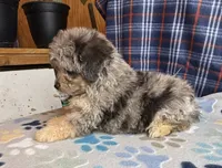 Ash, a male Poodle - Miniature  and Toy Australian Shepherd for sale in Jefferson City, TN – 3 of 5