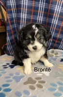 Bronte, a male Aussiedoodle and Poodle - Toy  for sale in Jefferson City, TN – 2 of 2