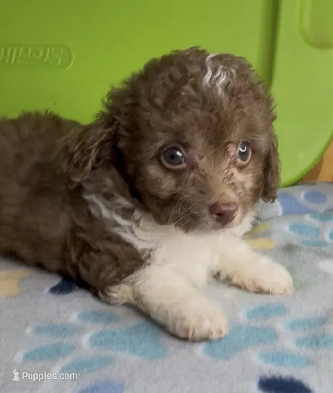 Annie – Aussiedoodle, Poodle - Toy  puppy for sale in Jefferson City, TN