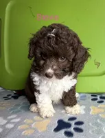 Stevie, a female Aussiedoodle and Poodle - Toy  for sale in Jefferson City, TN – 2 of 2