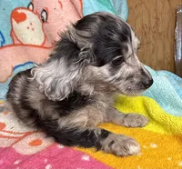 Sterling, a female Poodle - Miniature  and Toy Australian Shepherd for sale in Jefferson City, TN – 5 of 5