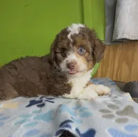 Annie, a female Aussiedoodle and Poodle - Toy  for sale in Jefferson City, TN – 4 of 4