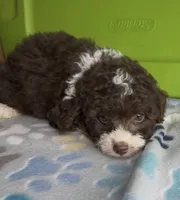 Riley, a male Aussiedoodle and Poodle - Toy  for sale in Jefferson City, TN – 2 of 2