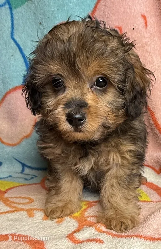 Kinzil – Poodle - Miniature , Toy Australian Shepherd puppy on hold in Jefferson City, TN