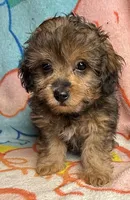 Kinzil, a male Poodle - Miniature  and Toy Australian Shepherd for sale in Jefferson City, TN – 1 of 4