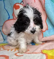 Inky, a male Poodle - Miniature  and Toy Australian Shepherd for sale in Jefferson City, TN – 2 of 4