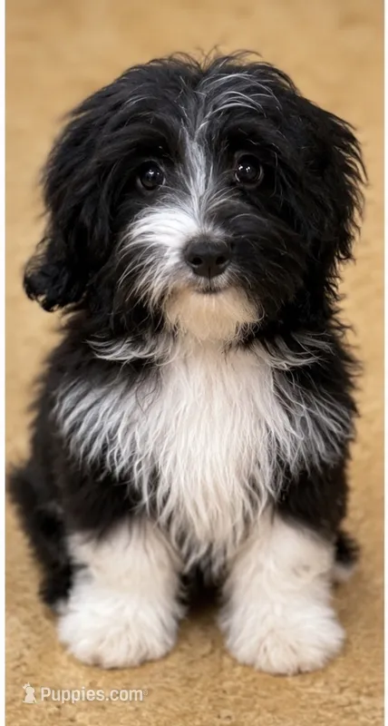 Furlough – Aussiedoodle, Toy Australian Shepherd puppy for sale in Jefferson City, TN