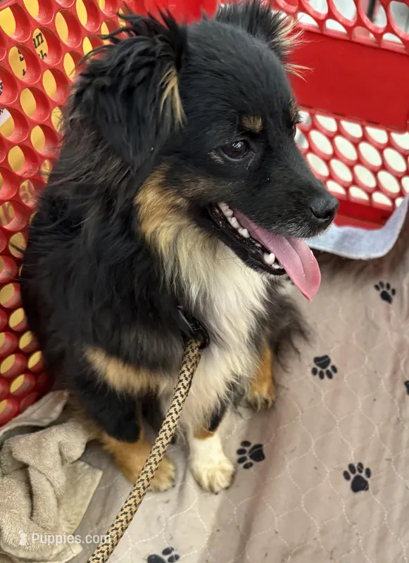 Loudon, a male Toy Australian Shepherd for sale in Jefferson City, TN – Photo 1 of 4