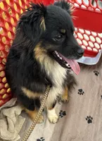 Loudon, a male Toy Australian Shepherd for sale in Jefferson City, TN – Photo 1 of 4