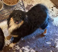 Loudon, a male Toy Australian Shepherd for sale in Jefferson City, TN – Photo 2 of 4