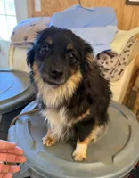 Loudon, a male Toy Australian Shepherd for sale in Jefferson City, TN – Photo 3 of 4