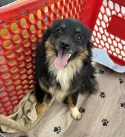 Loudon, a male Toy Australian Shepherd for sale in Jefferson City, TN – Photo 4 of 4