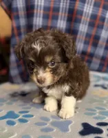Dorrin, a male Aussiedoodle and Poodle - Toy  for sale in Jefferson City, TN – 2 of 3