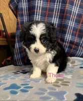 Thora, a female Aussiedoodle and Poodle - Toy  for sale in Jefferson City, TN – 2 of 2