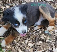 Slate, a male Poodle - Miniature  and Toy Australian Shepherd for sale in Jefferson City, TN – 4 of 5