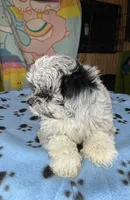 Gypsy, a female Shihpoo for sale in Jefferson City, TN – 3 of 4
