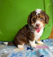 Annie, a female Aussiedoodle and Poodle - Toy  for sale in Jefferson City, TN – 3 of 4