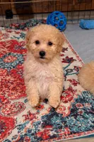 Thor, a male Poodle - Toy  for sale in Jefferson City, TN – Photo 1 of 2