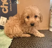 Thor, a male Poodle - Toy  for sale in Jefferson City, TN – Photo 2 of 2