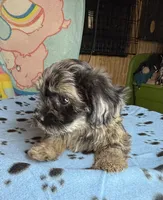 Drifter, a male Shihpoo for sale in Jefferson City, TN – 4 of 5