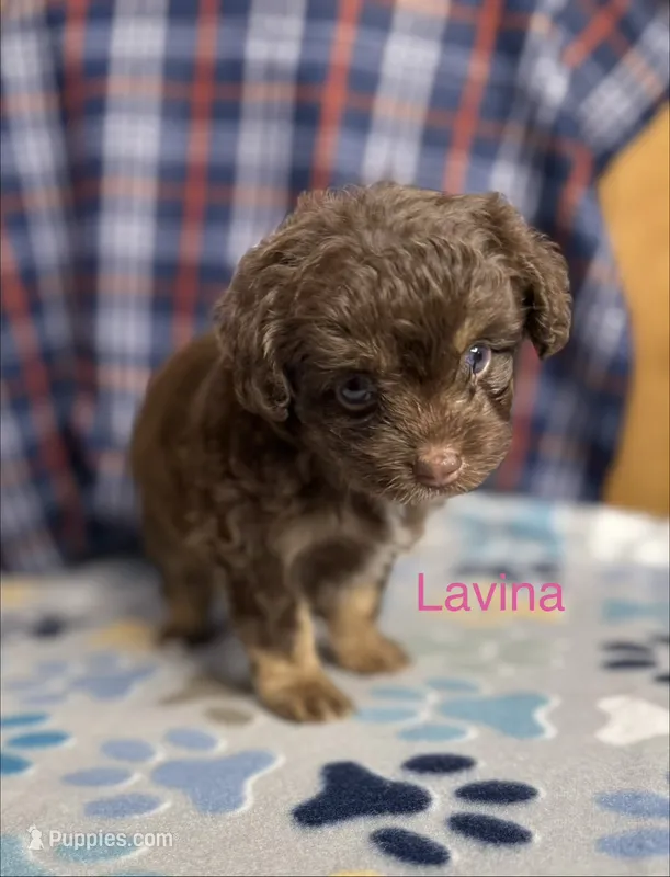 Lavina – Aussiedoodle, Poodle - Toy  puppy for sale in Jefferson City, TN