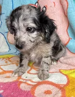 Sterling, a female Poodle - Miniature  and Toy Australian Shepherd for sale in Jefferson City, TN – 2 of 5