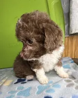 Annie, a female Aussiedoodle and Poodle - Toy  for sale in Jefferson City, TN – 2 of 4