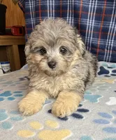 Ash, a male Poodle - Miniature  and Toy Australian Shepherd for sale in Jefferson City, TN – 2 of 5