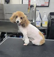 Hailee, a female Poodle - Toy  for sale in Jefferson City, TN – 2 of 5
